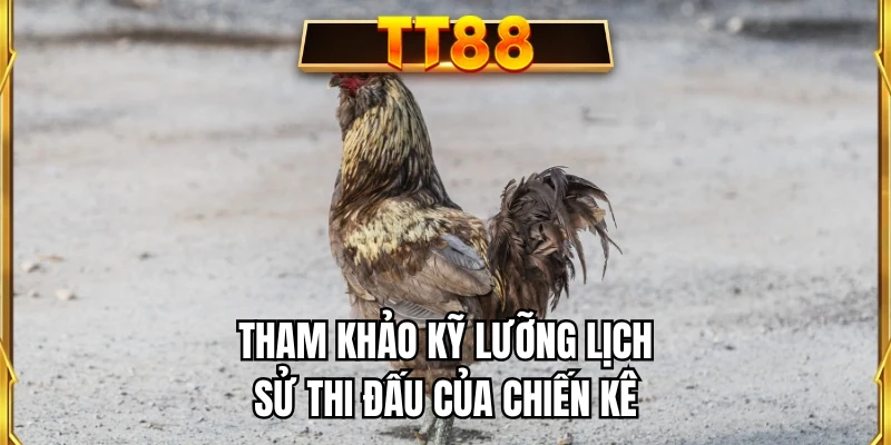 Tham khảo kỹ lưỡng lịch sử thi đấu của chiến kê